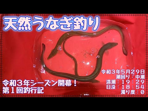 令和3年5月29日 うなぎ釣り (天然うなぎ)  第1回釣行記 ドバミミズ使用