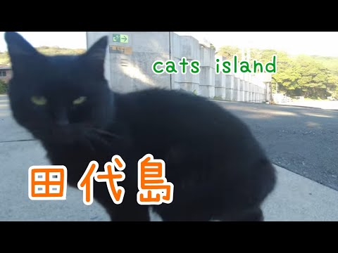 結構穴場　田代食堂前の猫　A hidden gem: the cat in front of Tashiro Restaurant【田代島】【２０２４秋】【猫島巡り】