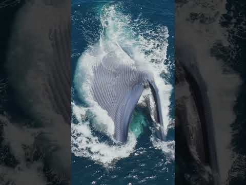 The biggest mouth in the world! #whale #viral #wildlife ￼