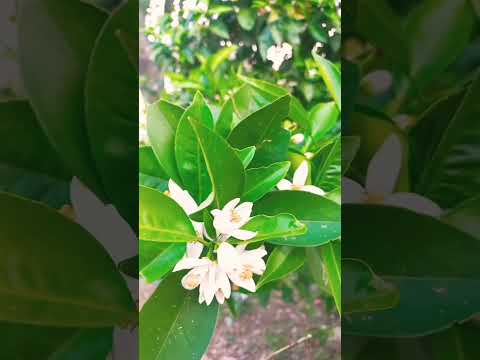 natural beauty in my village #shortvideo #youtubeshorts