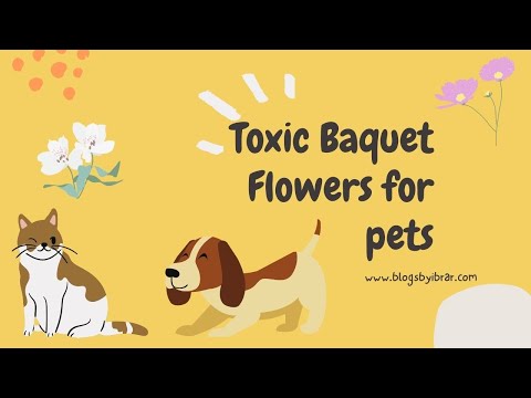 Toxic Flowers for Cats and Dogs Bouquet Flower Blogs by Ibrar