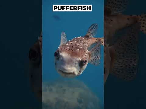 दुनिया की सबसे तेज़ मछली और मज़ेदार Fish Facts! क्या आप जानते हैं