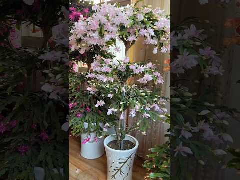 Beautiful Grafted Thanksgiving Cactus Pereskia As The Root Stock #farming #flower #amazing