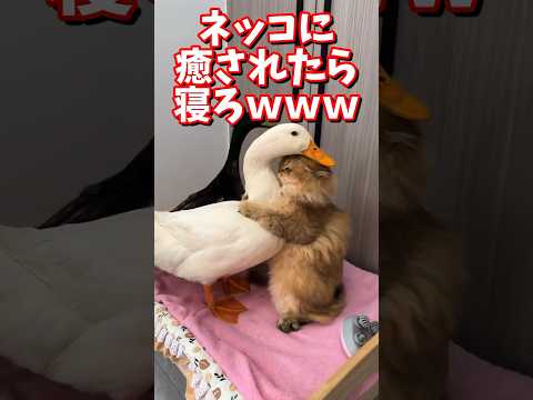 ネッコの動画で癒されたら寝ろｗｗｗ　#2ch #2ch動物スレ #2ch面白いスレ #動物 #犬 #猫 #癒やし #ねこ