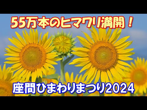 【4K】座間 55万本のヒマワリ満開！2024