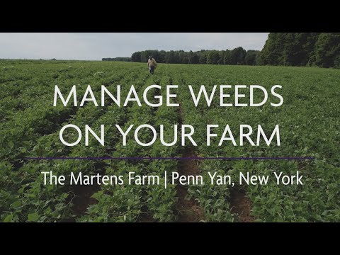 Manage Weeds on Your Farm: Ecological Weed Management at the Martens Farm, Penn Yan, NY