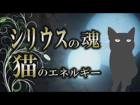 【シリウス】猫のエネルギーは高次元のパワー｜古代から伝わる神聖な生き物【猫の魂】