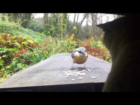 Caesar the cat tried to touch the birds