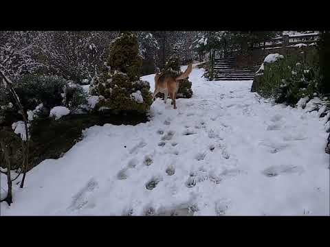 Dog videos  / dog running on snow #puppy #shorts #ytshorts #dog