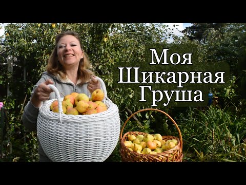 ВЫРАСТИЛА СОЧНУЮ ГРУШУ НА СЕВЕРЕ НА БОЛОТЕ! ВОЗМОЖНО ВСЕ! (правильная посадка груши)