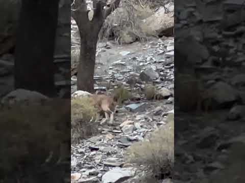 Markhor Spotted in Chitral Mountains