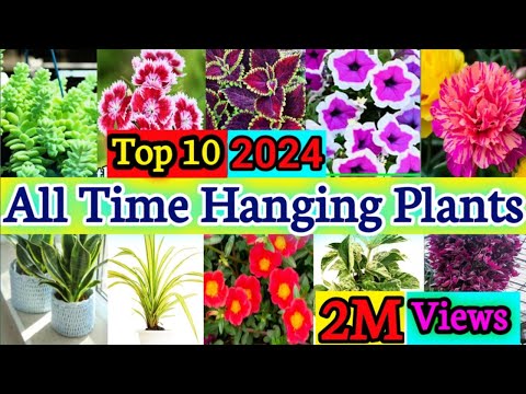 Top10 Best Trailing Perennial for Hanging Baskets | Hanging Trailing Perennials | Plant and Planting