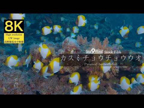 【8K 水中映像】カスミチョウチョウウオ  / Pyramid butterflyfish / Hemitaurichthys polylepis