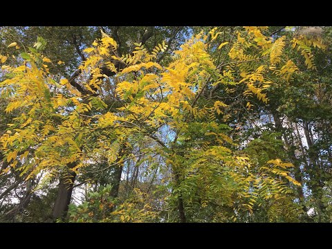 Possible Walnut Tree!? Whatever it is, it sure is beautiful!  😍