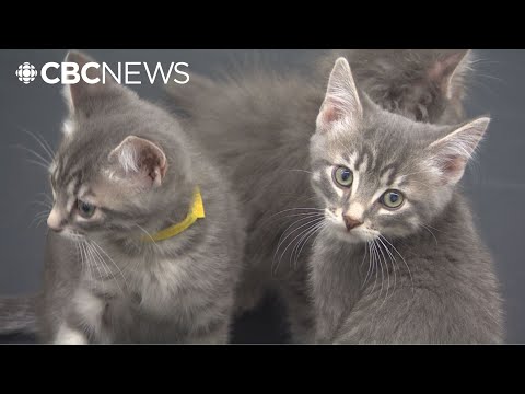 10 kitties join Winnipeg yoga class in search of homes