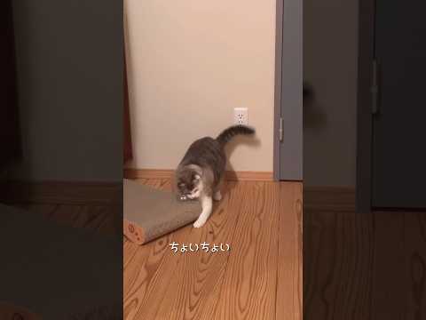 また見失った…？（1つ前の続き動画）#ねこ動画 #保護猫 #cat #ねこと暮らす #ことねこくらし