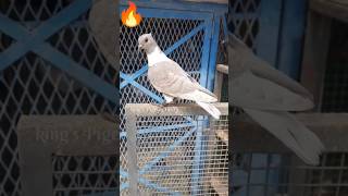 🔥Kaasni😲Pateth😱 #shorts #birds #shortsfeed #pigeon #patethkabootar #trending #ytviral #shortsviral