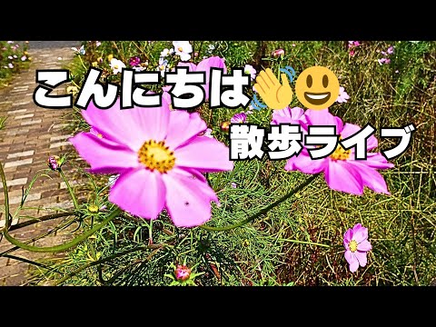 安比奈親水公園からライブ配信中！