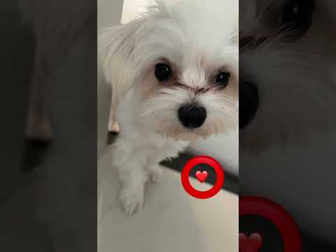 Tap the circle really fast!❤️⭕️🥰 #dog #dragon1256 #puppy #cute #pets #dog #shorts #maltese