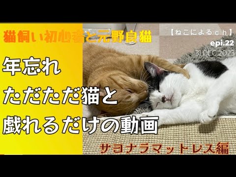 年忘れ　ただただ猫と戯れるだけの動画　 【ねこによる。ｃｈ】epi.22　”サヨナラマットレス編”｜元野良猫｜40代｜一人暮らし｜猫飼い初心者