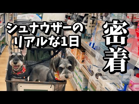 ミニチュアシュナウザーのリアルな1日密着！トリミングからお買い物、トレーニングの姿まで全てが癒される！