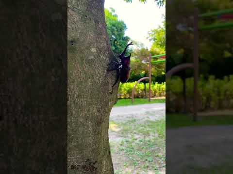 公園に行ったらカブトムシがいました。