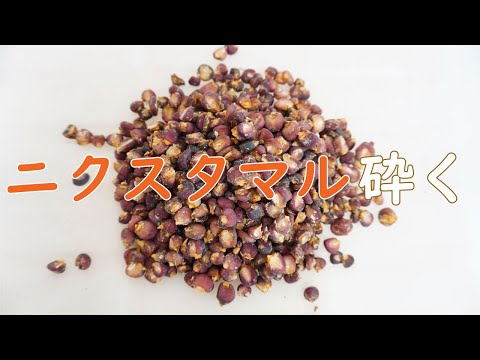 【トルティーヤの原料】ニクスタマルを粉砕