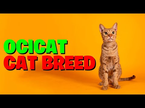 Discovering The Magnificent Ocicat Cat Breed-101