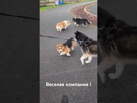 Хаски гуляет с собаками породы Корги #shorts #husky #dog #corgi