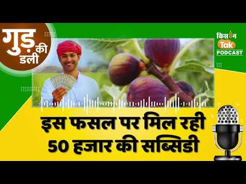 Podcast: Bihar के किसानों के लिए खुशखबरी, Anjeer की खेती करने पर मिलेगी Subsidy #podcast #farmer