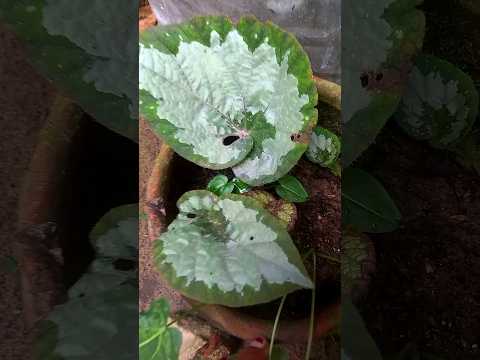 begonia propagation🌱#gardendreams#begonia #begoniacare#plants #begoniapropagation #youtubeshorts