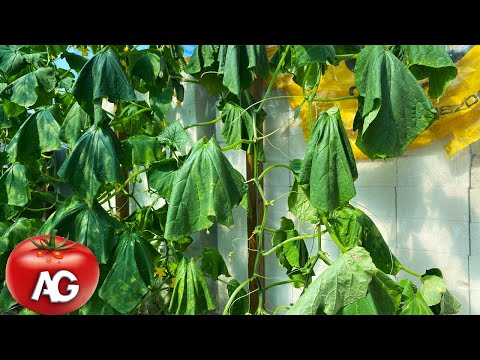 Cucumbers are wilting! What to do to save them