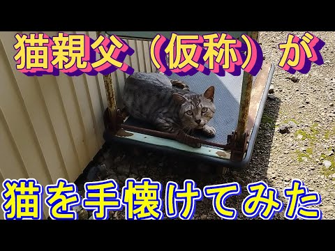 猫親父（仮称）が猫を手懐けてみた　I tamed a cat.