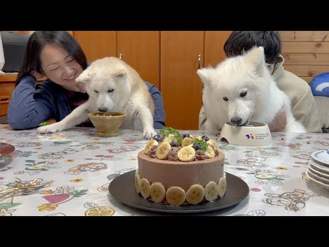 大好きな母の誕生日、日頃の感謝と愛をこめて一緒にお祝いする愛犬たち