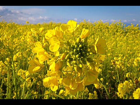 山の辺の道沿いの菜の花畑  2024.03.09