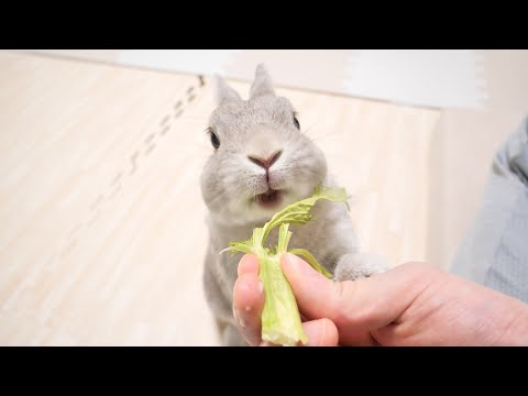 うさぎさんとポッキーゲームみたいなことしたら丸々1本あったセロリがものの数分でこうなった