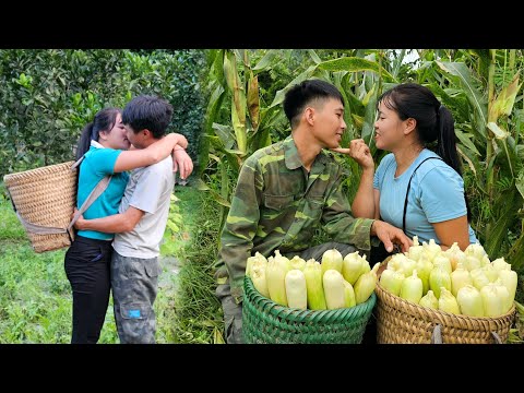 Harvesting sticky corn to sell at the market - Boiling corn and enjoying it together | Linh's Life