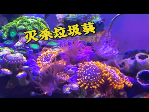 又到了除垃圾葵的季节了……