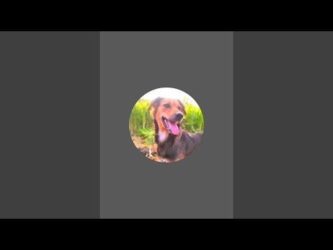 Dog my channel is live