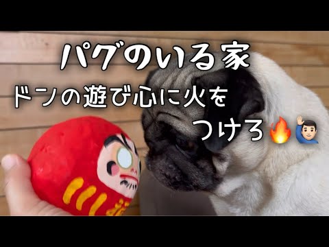 ドンを凶暴化させた私の手作りオモチャ…💁🏻‍♂️💪🏻🔥パグ4歳オス