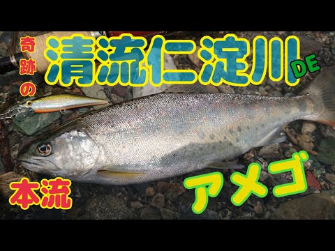 清流仁淀川  本流 アメゴ  今日は２本！