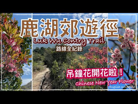 〖Hong Kong Travel〗🇭🇰 Sai Kung Hiking - Luk Wu Country Trail｜Discover Hong Kong｜Subtitled｜西貢 鹿湖郊遊徑