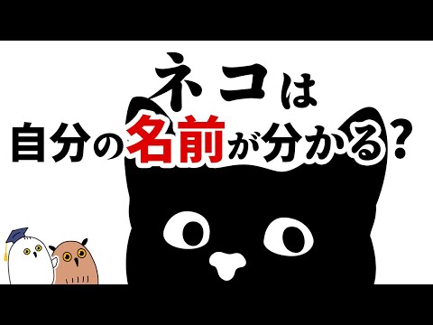 【ゆっくり解説】ネコ𓃠の気持ちを確かめる実験【きゃわわ】