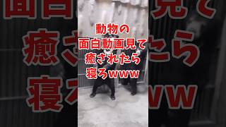 動物の面白かわいい動画見て癒されたら寝ろwww　#2ch動物スレ #動物 #熊 #shorts #2ch