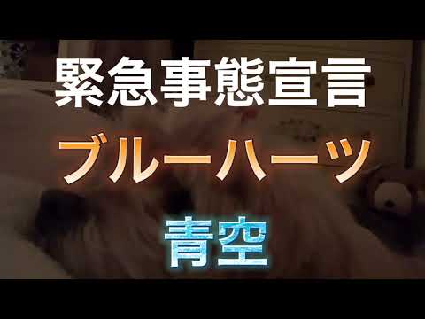 緊急事態宣言　ブルーハーツ　アカペラで　青空歌ってみた