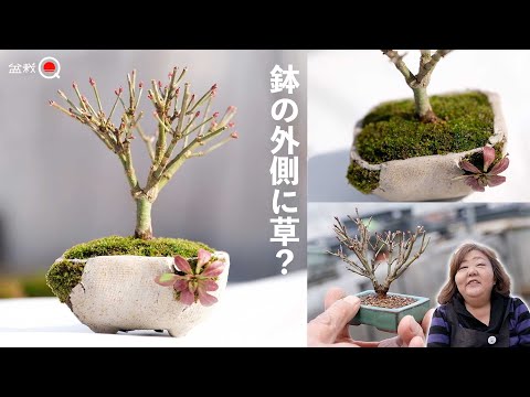 Did you plant grass outside the pot? Replanting Kiyohime maple [Bonsai Q]