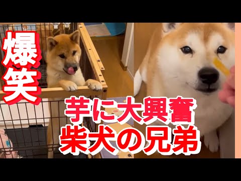 爆笑‼️芋が好きな柴犬兄弟&母ちゃんが面白すぎる