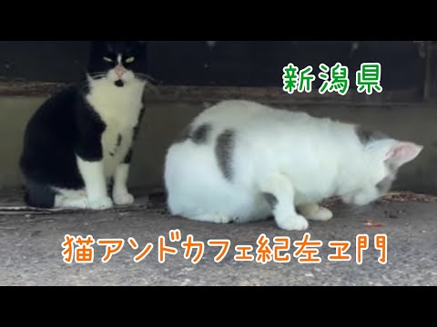 新入りか？　猫アンドカフェ喜左エ門にいつたらみんな元気だった　【新潟県】【２０２４秋】【猫カフェ】