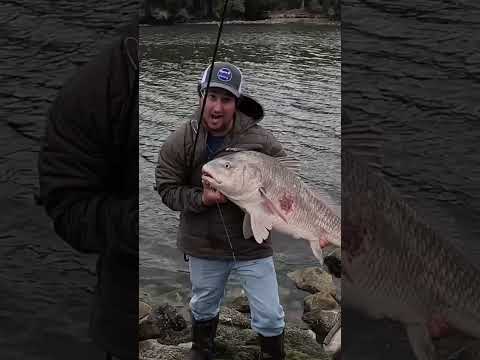 We were fishing this roadside canal with crabs and caught a giant! #fishing #fishingvideo #huge