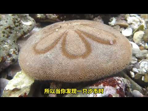 你见过“海里”的沙币吗？ 你见过“海里”的沙币吗？ #海洋生物